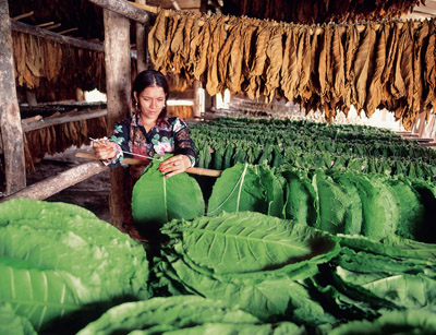 Tabakanbau im Zentrum der Dominikanischen Republik